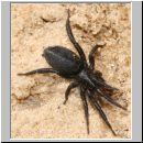 Gnaphosidae sp - Plattbauchspinne 01a 10mm.jpg